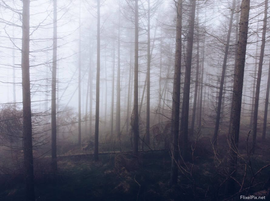 Forest Fog on the Mourne Mountains